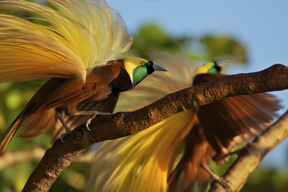 Females drive the song and dance of male birdsofparadise Cornell